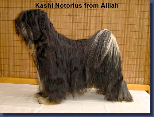 Kashi Notorius from Alilah