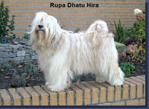 Rupa Dhatu Hira