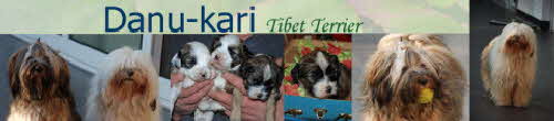Danu-kari Tibet Terrier